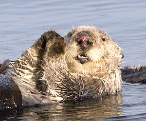 Sea otter with injured nose