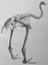Anomalopteryx didiformus.jpg
