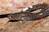 A brown salamander