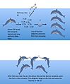 Barrier feeding in bottlenose dolphins