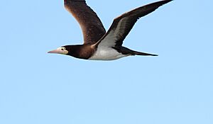 Brown Booby (Sula leucogaster) (11118140253)