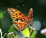 Large orange butterfly with large white spots bordered in black, nectaring on small purple flowers
