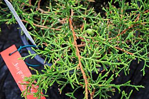 Juniperus gracilior CBN Brest 04.jpg