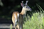 Photo of the Week - White-tailed Deer (MA) (5931623260).jpg