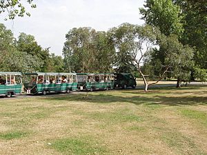 Tourist train of buses in Kew Gardens - geograph.org.uk - 215054