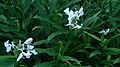 White butterfly ginger (Hedychium coronarium) 3