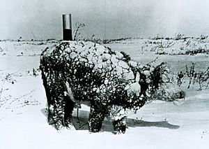 Young steer after blizzard - NOAA