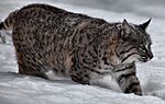 Bobcat-snow-winter - Virginia - ForestWander.jpg