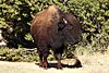 Bison in Caprock Canyons State Park Texas.jpg