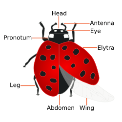 Coccinellidae (Ladybug) Anatomy