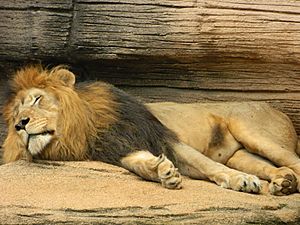 Sleeping male lion at Riverbanks Zoo