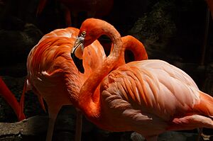 Flamingos at the Audubon Zoo - panoramio
