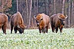 Three grazing European bison