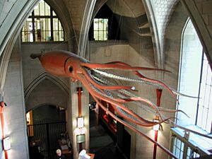 Peabody-Museum-Squid