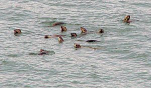 Raft of River Otters