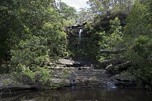 Royal National Park NSW 2233, Australia - panoramio (13)