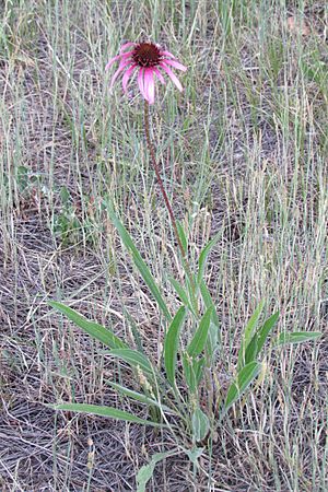 Pale Purple-Coneflower (Echinacea angustifolia) 2016-07-12 963.jpg