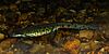A spotted salamanders walks across gravel