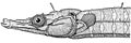 Cosmocampus albirostris.jpg