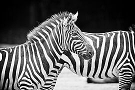 Zebras Blending Together (22385647962)
