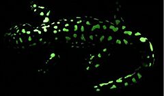 Ambystoma tigrinum biofluorescence - 41598 2020 59528 Fig1 (cropped) (cropped)