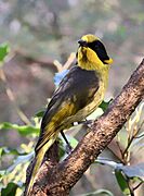 Captively bred Helmeted Honeyeater at the Healesville Sanctuary in Healesville, Victoria, Australia