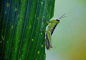 Grasshopper eating the maize leaf