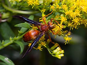 Red paper wasp, male (Vespidae, Polistes carolina) (30901479432) (cropped)
