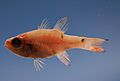 Twospot cardinalfish ( Apogon pseudomaculatus ).jpg