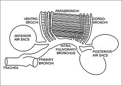 Bird's respiratory system