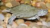 Cagle's map turtle (Graptemys caglei), hatchling