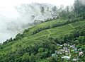 Tea plantation Darjeeling