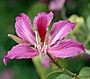 The Bauhinia, the national flower of the Hong Kong Special Administrative Region.