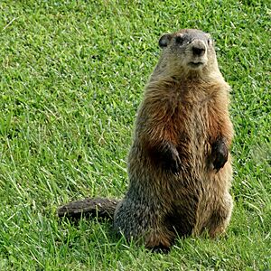 Groundhog Female Standing