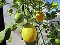 2017-10-26 Ripening lemons on a tree, Albufeira (2)