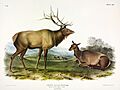 American Elk - John J. Audubon - hi-res.jpg