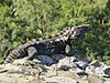 Mexican spinytail iguana (Ctenosaura pectinata) from the coast of southwestern Mexico.
