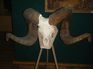 Marco polo sheep skull
