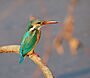 Common kingfisher.jpg
