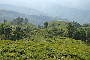 Darjeeling, India, Tea plantations on hills