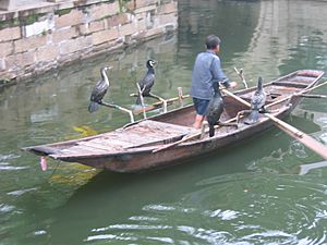 Cormorant fishing -Suzhou -China-6July2005