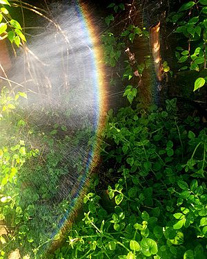Rainbow in a garden