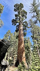 Sequoia in Kings Canyon National Park (11th largest giant sequoia by trunk volume) June 2022