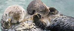 Sea otters holding hands, cropped