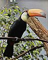 Toco toucan, National Aviary 1