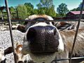 Cow sticking nose out