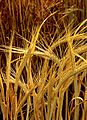 Hordeum-barley