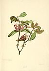 Loranthus adamsii by Georgina Burne Hetley.jpg