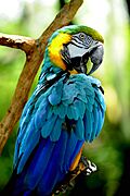 Parrot (5741198598)