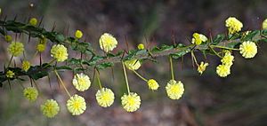 Acacia paradoxa (Hedge Wattle) (24631313579)